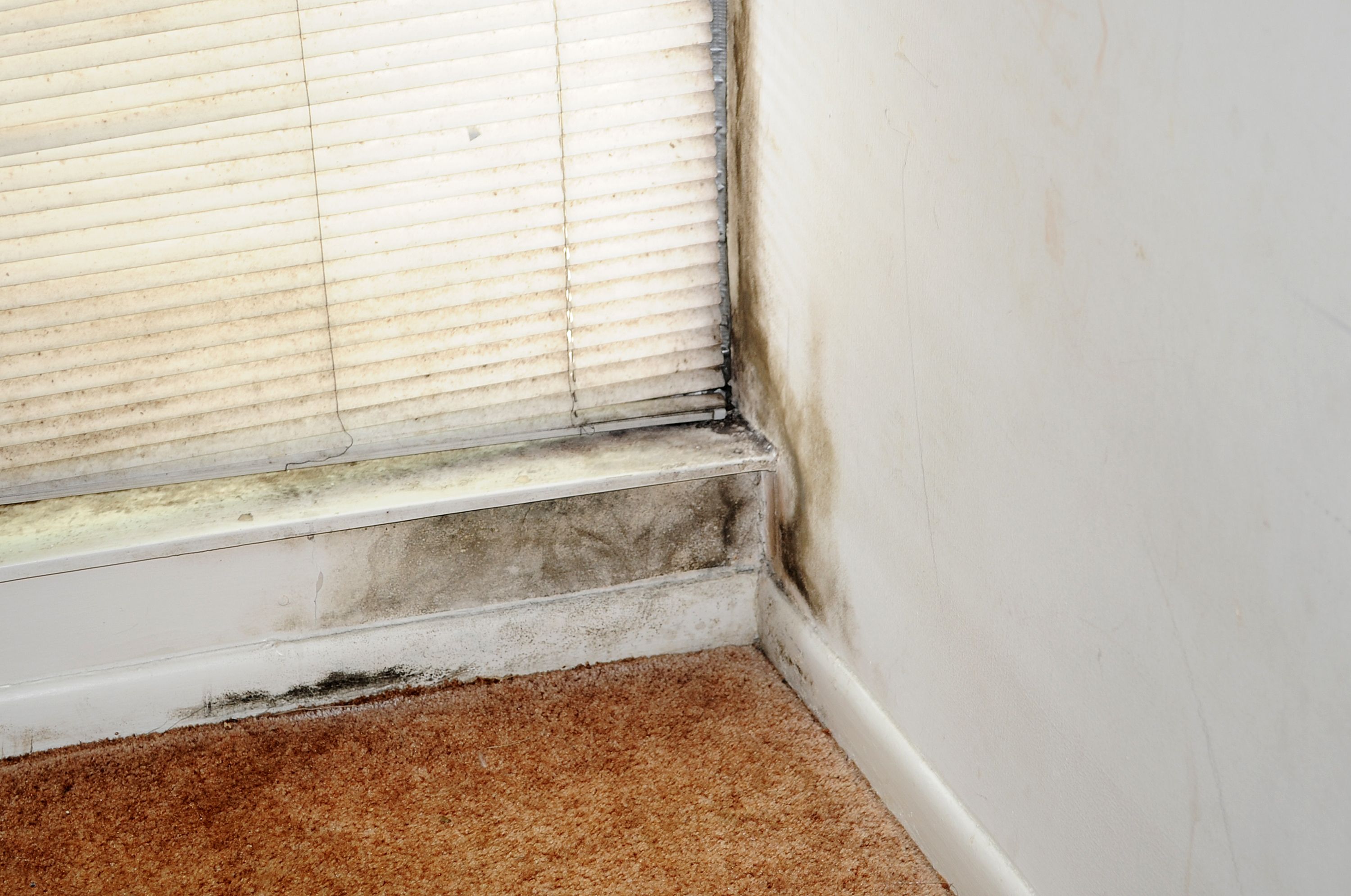 Visible mould growth around a window frame, a typical condition of established black mould